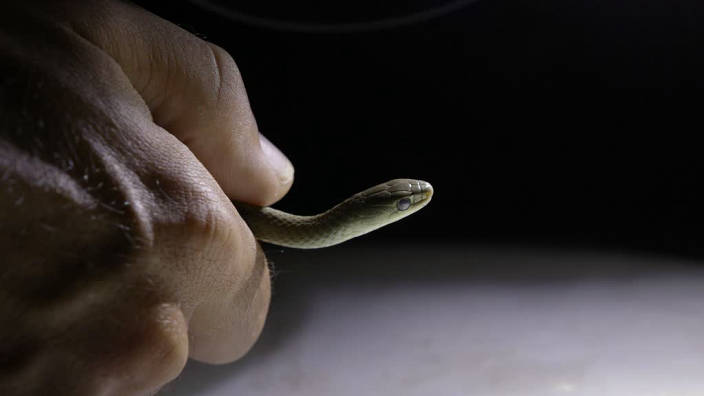 Traqueur de serpents en Afrique du Sud - Face...